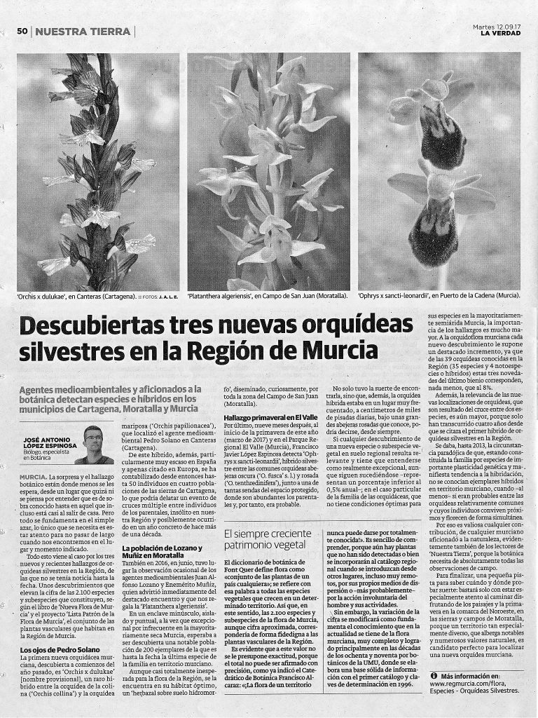 Tres nuevas orquídeas silvestres en la Región de Murcia - Flora de Murcia